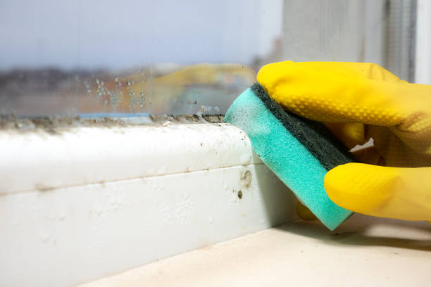 Office Mold Removal Services in Old Miakka, FL