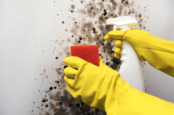 Best Professional Mold Removal  in Old Miakka, FL