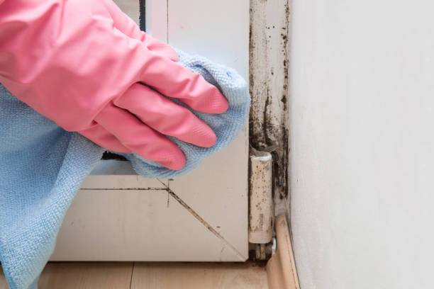 Best Toxic Mold Removal  in Old Miakka, FL
